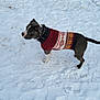 dog, snow, winter, sweater, outdoor, animal, canine, cold, pet, walking, fur, collar, side_view, standing, nature, daylight, clothing, winter_wear, playful, cute