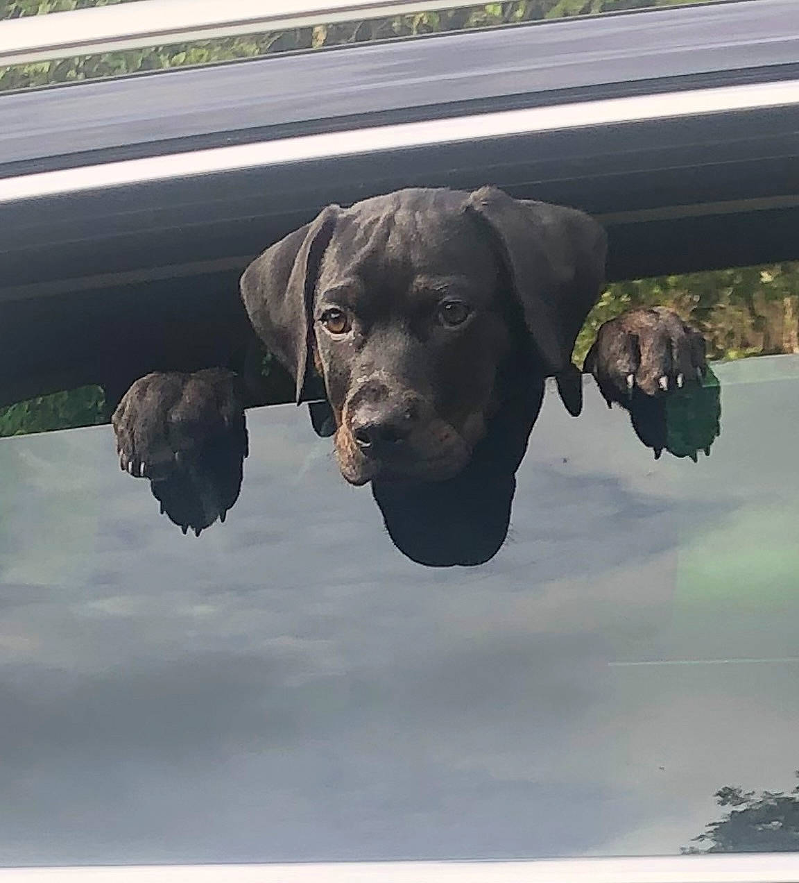 Tyson-fury is registered to the contest to win money with this photo: automotive_mirror, canidae, carnivore, cloud, collar, companion_dog, dog, dog_breed, dog_collar, fawn, gun_dog, liver, personal_protective_equipment, plant, rear_view_mirror, snout, sporting_group, water, windshield, working_animal