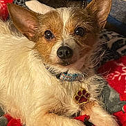 Millie joined the competition — help win amazing prizes! dog, pet, collar, paw_tag, blanket, fur, ears, eyes, lying_down, close_up, cozy, indoor, cute, animal, canine, mammal, resting, portrait, warm, domestic