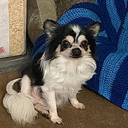 Maximus is registered to the contest to win money with this photo: animal, black_and_white, blanket, carpet, crocheted_blanket, cushion, cute, dog, ears, eyes, face, fur, home, indoor, long_hair, pet, sitting, small_dog, snout, tail