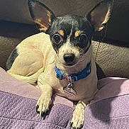 Lulu is registered to the contest to win money with this photo: dog, small_dog, pet, indoor, quilted_blanket, purple_blanket, leather_couch, collar, dog_tag, ears, resting, looking_at_camera, close_up, cute, animal, companion, domestic_animal, furry, canine, relaxed