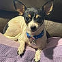 dog, small_dog, pet, indoor, quilted_blanket, purple_blanket, leather_couch, collar, dog_tag, ears, resting, looking_at_camera, close_up, cute, animal, companion, domestic_animal, furry, canine, relaxed