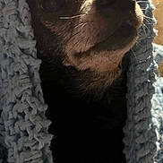 Chewy joined the competition — help win amazing prizes! dog, chihuahua, blanket, knitted, blue, pet, closeup, cozy, cute, fur, animal, indoors, portrait, small_dog, wrapped, warm, snuggled, face, whiskers, expression