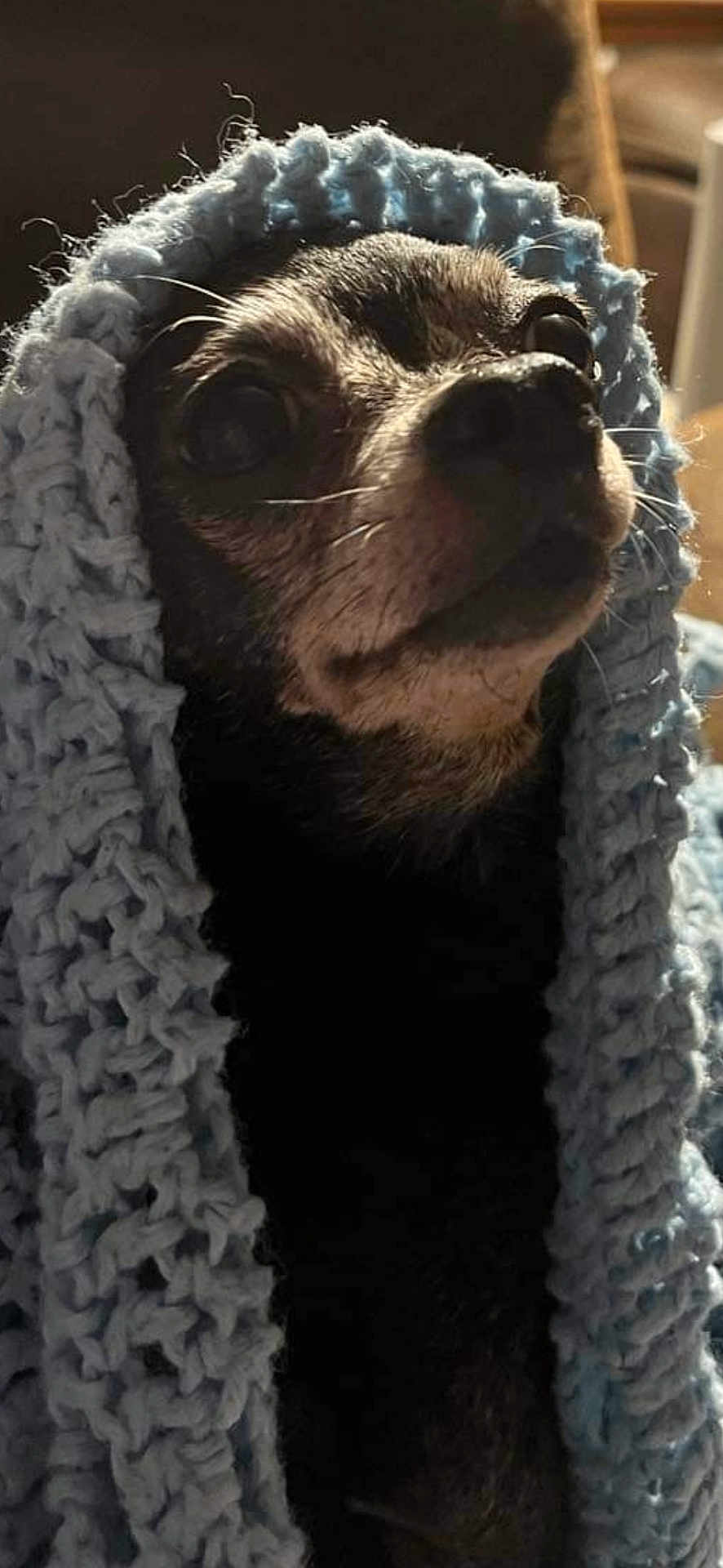 Chewy