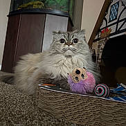 Marie is registered to the contest to win money with this photo: animal, cardboard_house, carpet, cat, close_up, curious, cute, domestic, feline, fluffy, fur, home, indoor, mammal, pet, playful, relaxed, toy, whiskers, wide_eyes