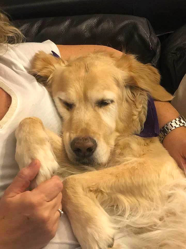 Fanta a rejoint le concours — aidez-le/la à gagner de superbes lots ! canidae, carnivore, companion_dog, dog, dog_breed, fawn, golden_retriever, labrador_retriever, mammal, puppy, rare_breed_dog, retriever, small_greek_domestic_dog, snout, sporting_group, whiskers