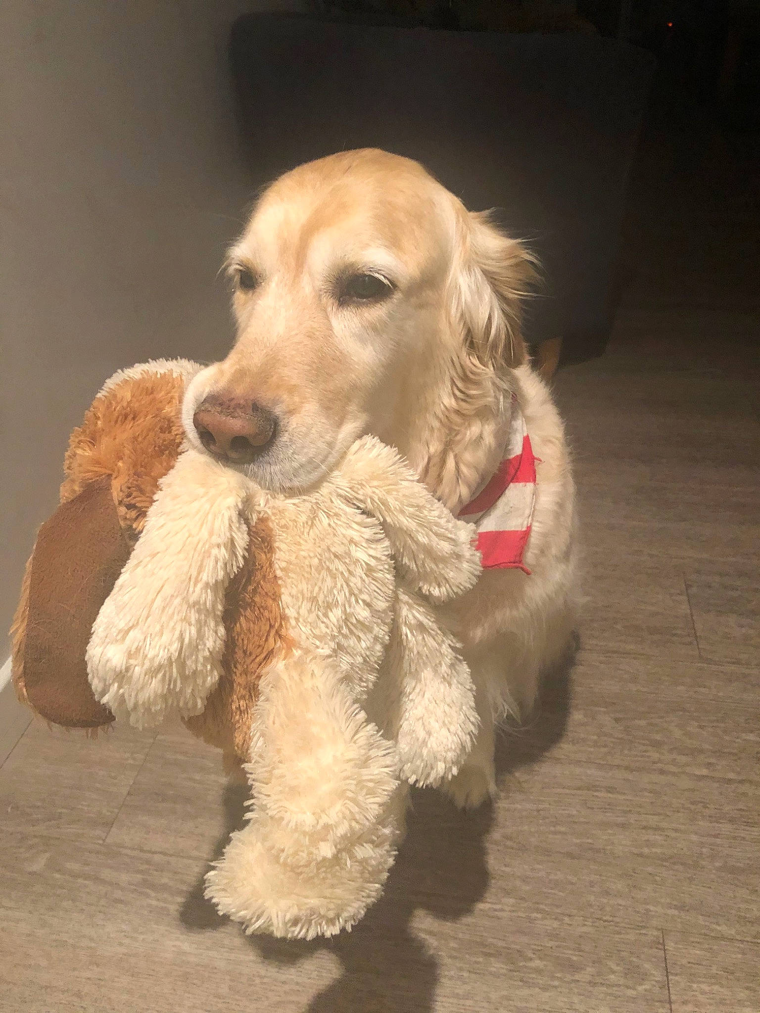 Fanta participe au concours pour gagner de l'argent avec cette photo : american_cocker_spaniel, canidae, carnivore, cocker_spaniel, companion_dog, dog, dog_breed, english_cocker_spaniel, fawn, field_spaniel, mammal, rare_breed_dog, snout, spaniel, sporting_group, vertebrate