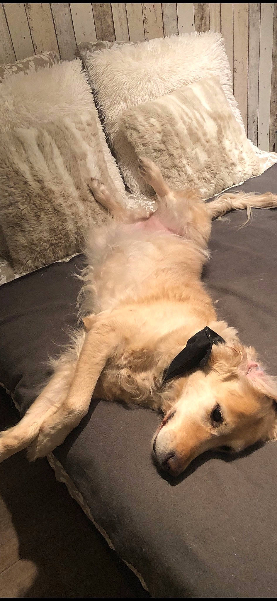 Fanta a rejoint le concours — aidez-le/la à gagner de superbes lots ! afghan_hound, borzoi, canidae, carnivore, companion_dog, dog, dog_breed, fawn, galgo_espanol, golden_retriever, longhaired_whippet, lurcher, retriever, saluki, silken_windhound, sporting_group, street_dog, whippet