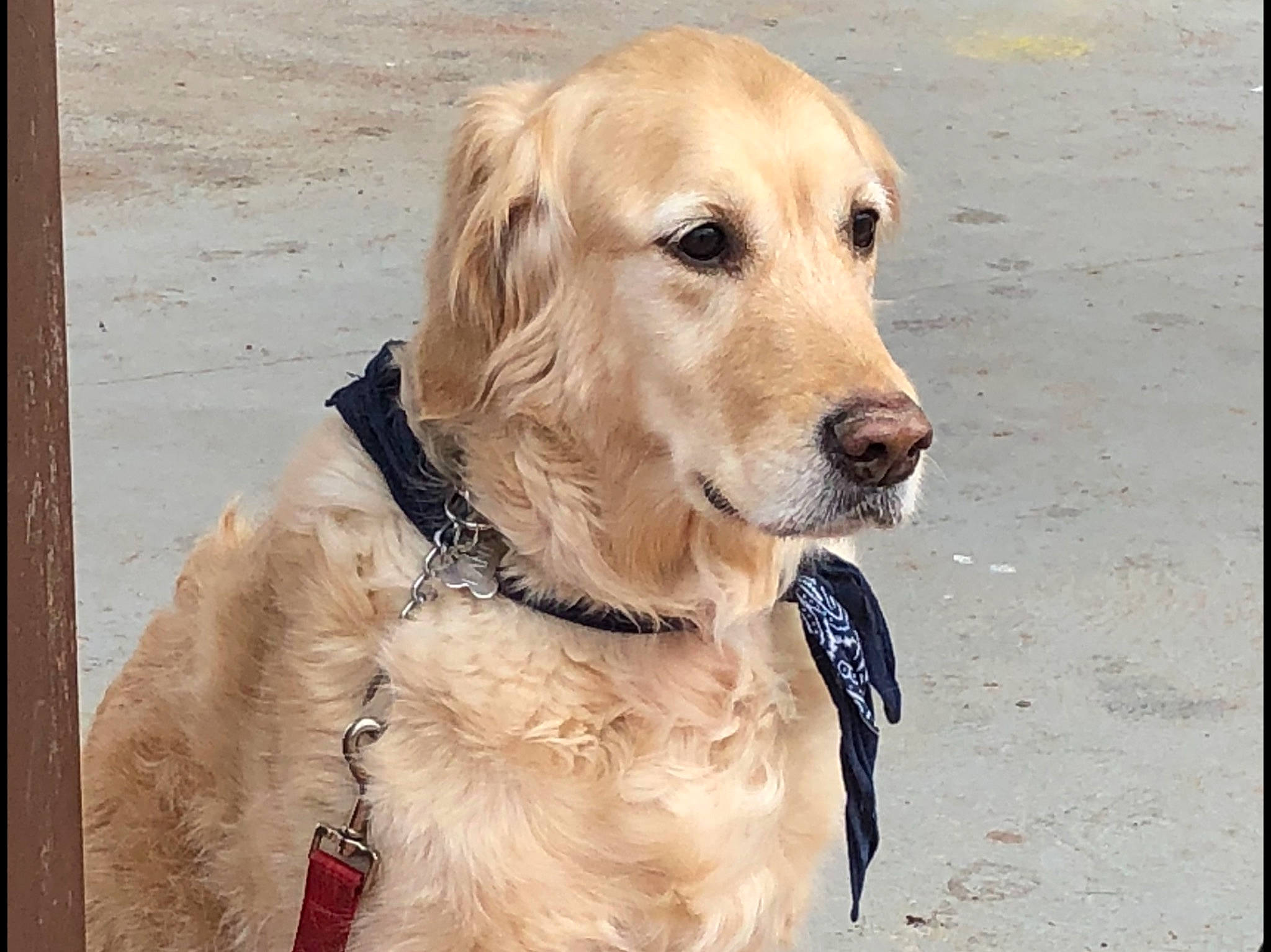 Fanta participe au concours pour gagner de l'argent avec cette photo : canidae, carnivore, companion_dog, dog, dog_breed, fawn, flat_coated_retriever, golden_retriever, hunting_dog, labrador_retriever, mammal, retriever, snout, sporting_group, vertebrate, whiskers