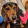 Jinx is registered to the contest to win money with this photo: animal, black, blanket, brown, canine, closeup, couch, cozy, curious, dog, ears, furniture, heterochromia, home, indoor, looking, paw, pet, puppy, white