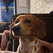 Jiggy joined the competition — help win amazing prizes! arm, blanket, brown, canine, chain_collar, closeup, cozy, curtain, decor, dog, furniture, indoor, legs, living_room, person, pet, seated, stone_wall, white, window