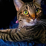 Kitty is registered to the contest to win money with this photo: animal_portrait, bedding, bell, blue_blanket, cat, close_up, collar, curious, feline, fur, green_eyes, indoor, macro, pet, portrait, relaxed, stripes, tabby_cat, whisker_detail, whiskers