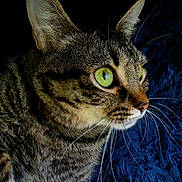Kitty is registered to the contest to win money with this photo: cat, tabby_cat, feline, green_eyes, whiskers, close_up, portrait, pet, fur, ear, nose, curious, indoor, blanket, fabric, bedding, dark_background, dramatic_lighting, animal_portrait, macro