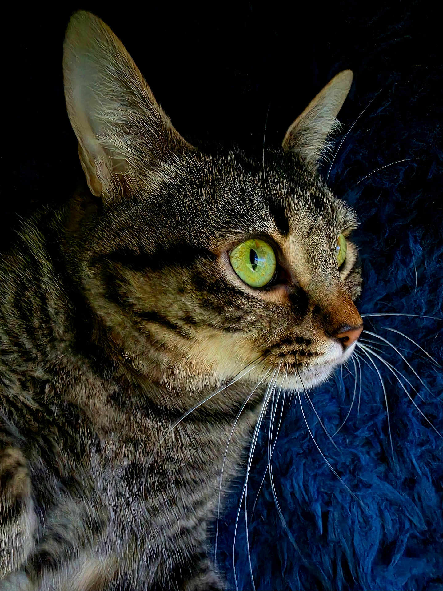 Kitty is registered to the contest to win money with this photo: cat, tabby_cat, feline, green_eyes, whiskers, close_up, portrait, pet, fur, ear, nose, curious, indoor, blanket, fabric, bedding, dark_background, dramatic_lighting, animal_portrait, macro