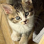 Kali is registered to the contest to win money with this photo: kitten, cat, young, pet, fur, whiskers, paws, curious, looking_up, indoor, tile_floor, corner, brown, white, gray, small, cute, animal, mammal, domestic