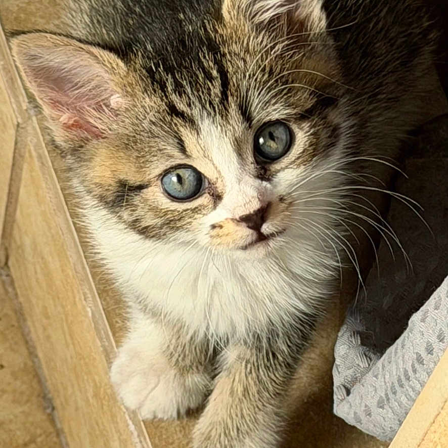 Kali