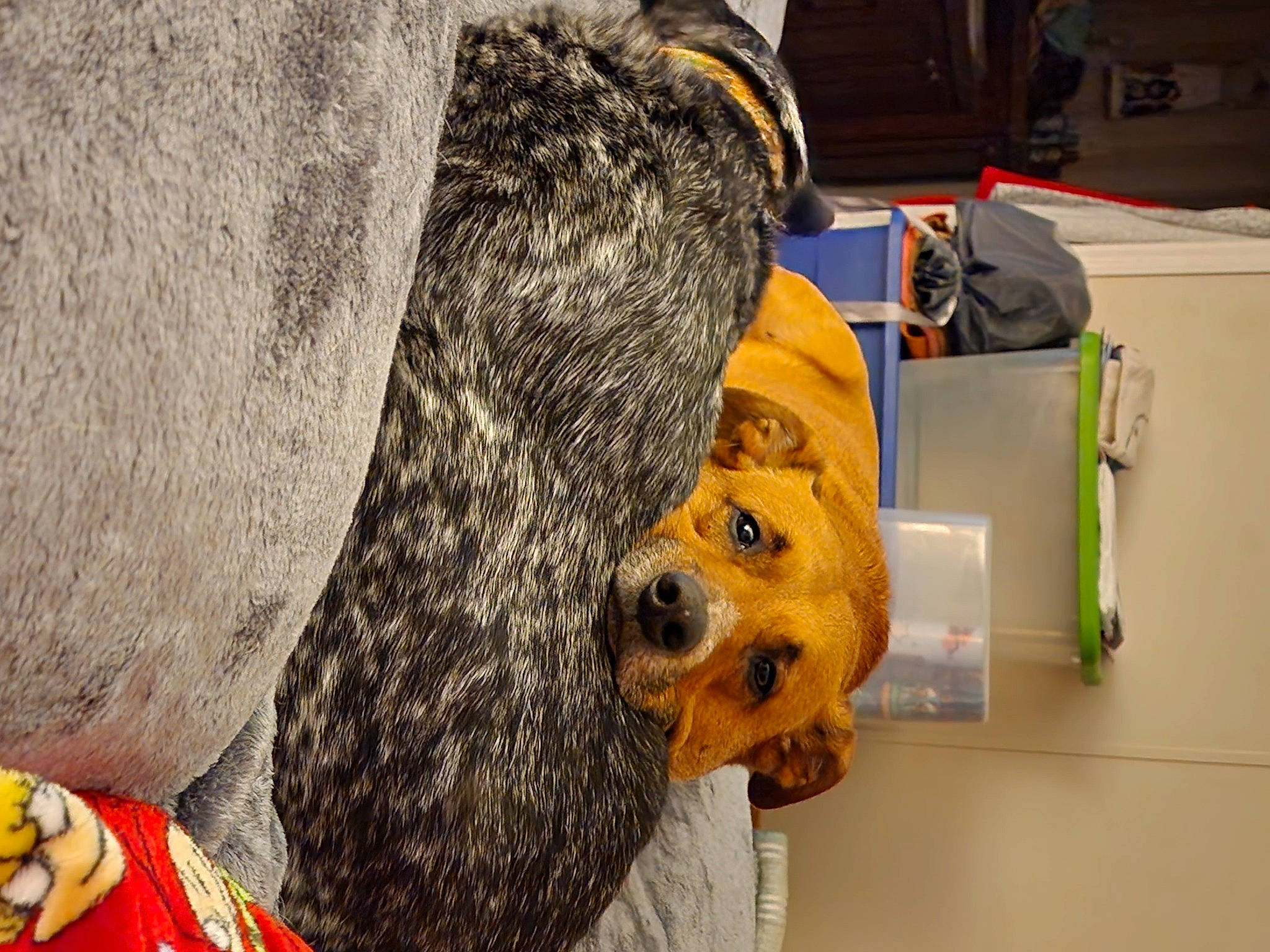 Loki Boomer joined the competition — help win amazing prizes! bag, bear, brown_bear, canidae, carnivore, companion_dog, dog, dog_breed, fawn, flooring, fur, hat, kodiak_bear, luggage_and_bags, mammal, snout, sporting_group, terrestrial_animal, working_animal, yellow