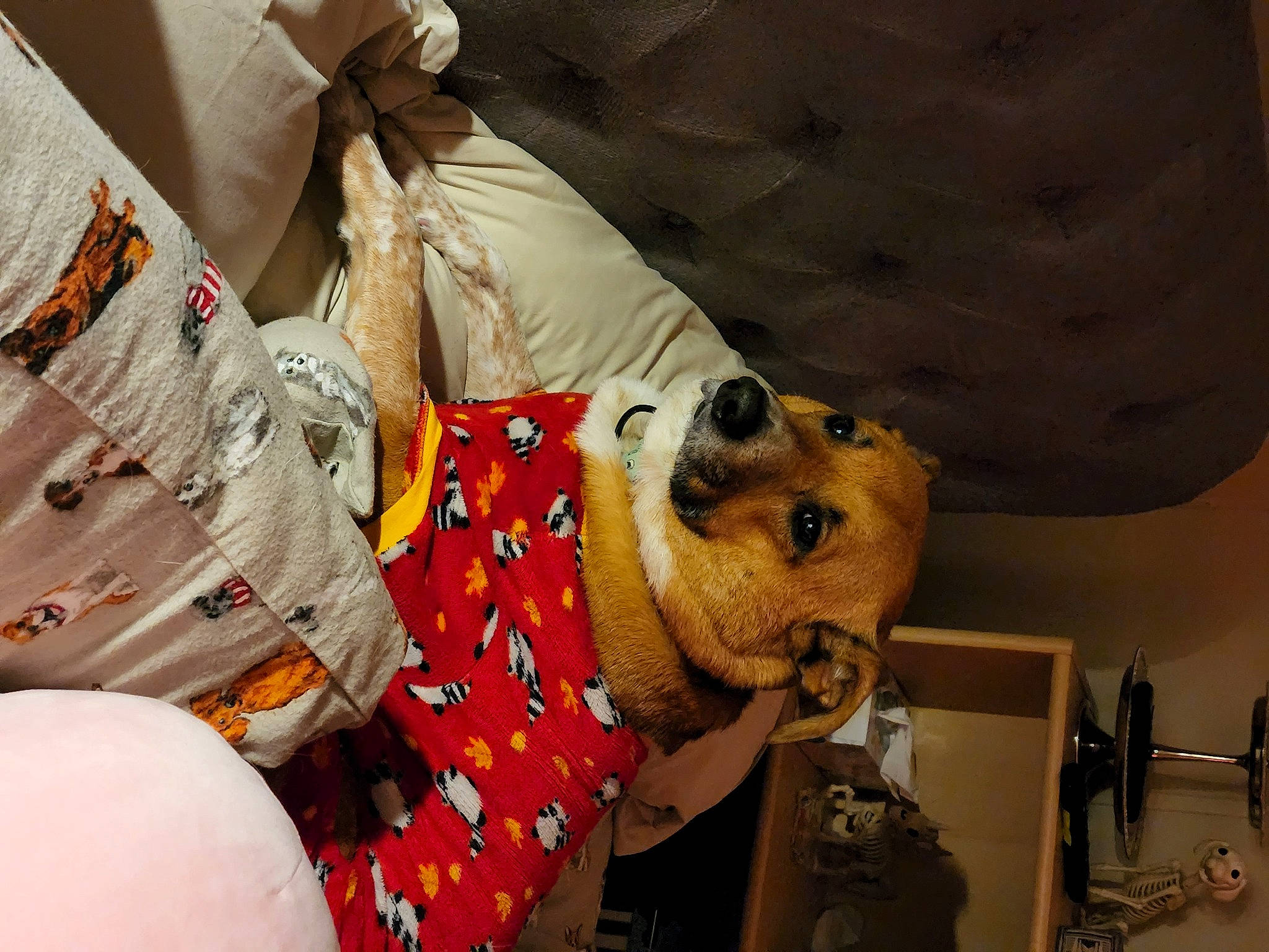 Loki Boomer joined the competition — help win amazing prizes! companion_dog, dog, dog_breed, event, fashion_design, fur, hat, pattern, peach, room, tradition