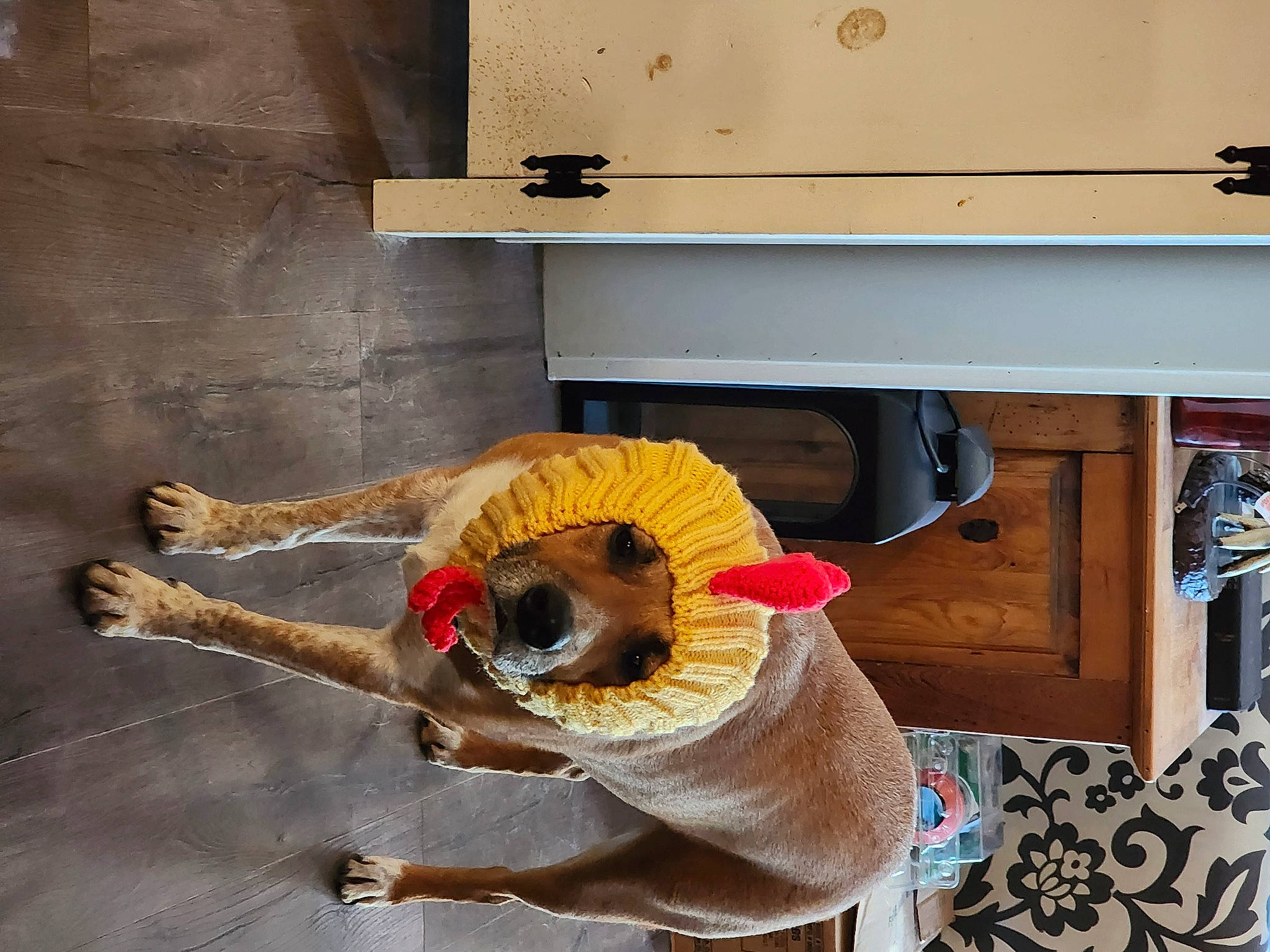 Loki Boomer is registered to the contest to win money with this photo: art, cabinetry, cupboard, drawer, fashion_design, flooring, fur, kitchen, machine, plywood, refrigerator, room, shelf, shelving, toy, visual_arts, wood