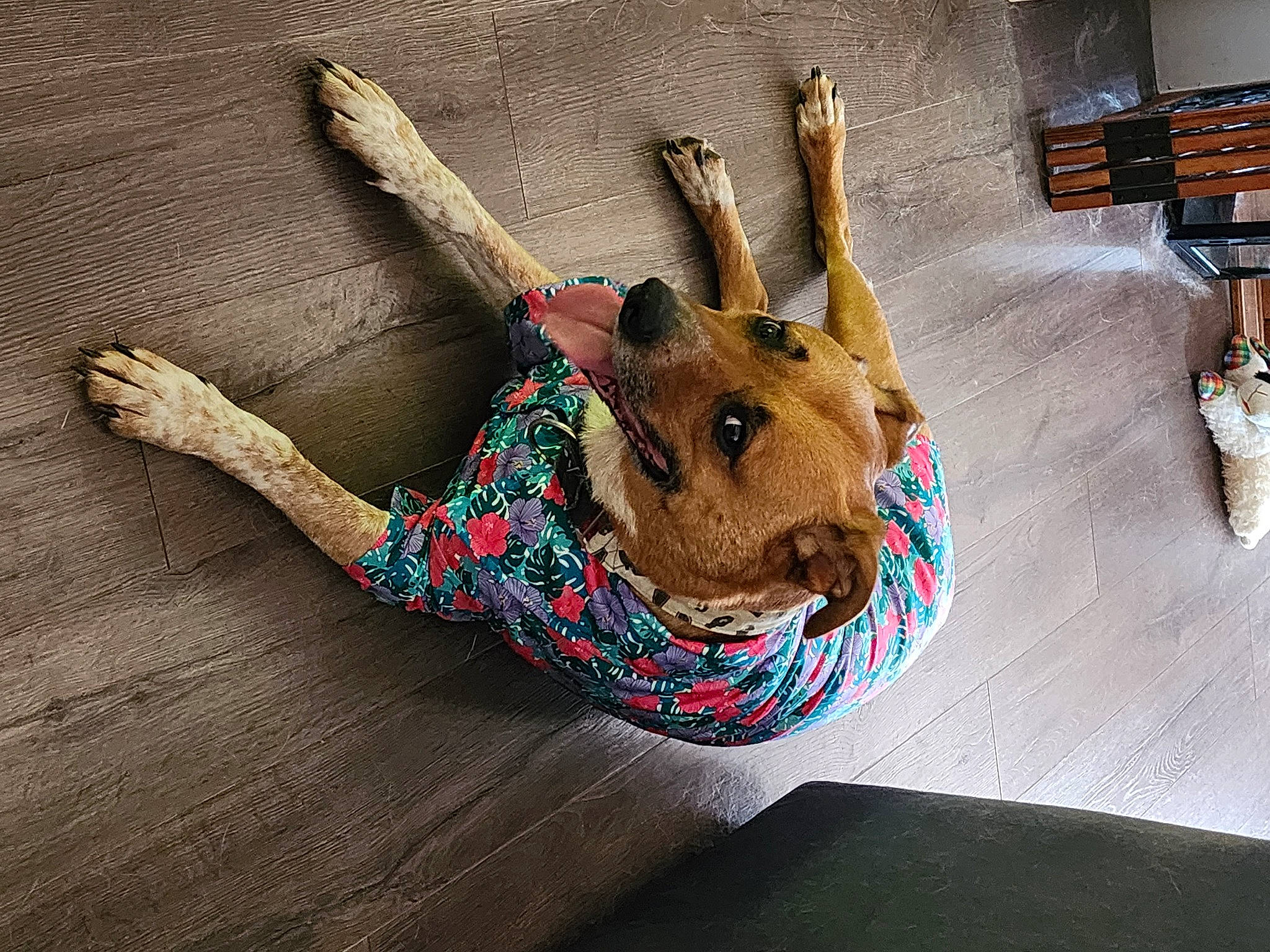 Loki Boomer joined the competition — help win amazing prizes! art, fashion_accessory, fawn, flooring, fur, hardwood, linens, natural_material, pattern, rabbits_and_hares, room, snout, stuffed_toy, tableware, toy, whiskers, wood, wool, woolen, working_animal