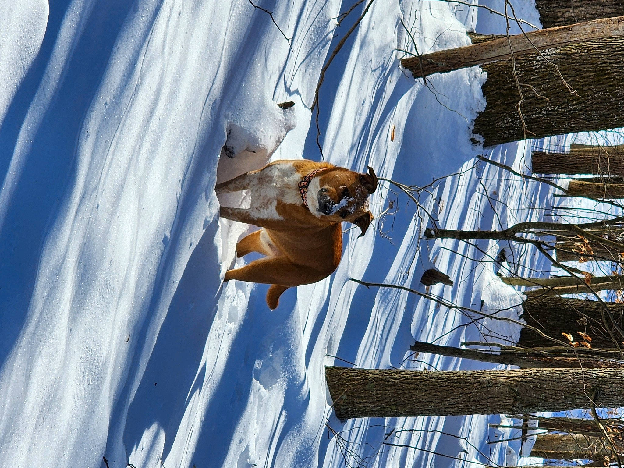 Loki Boomer is registered to the contest to win money with this photo: building, electric_blue, electricity, freezing, mast, pole, rope, sky, slope, snow, tree, twig, window, winter, wire, wood