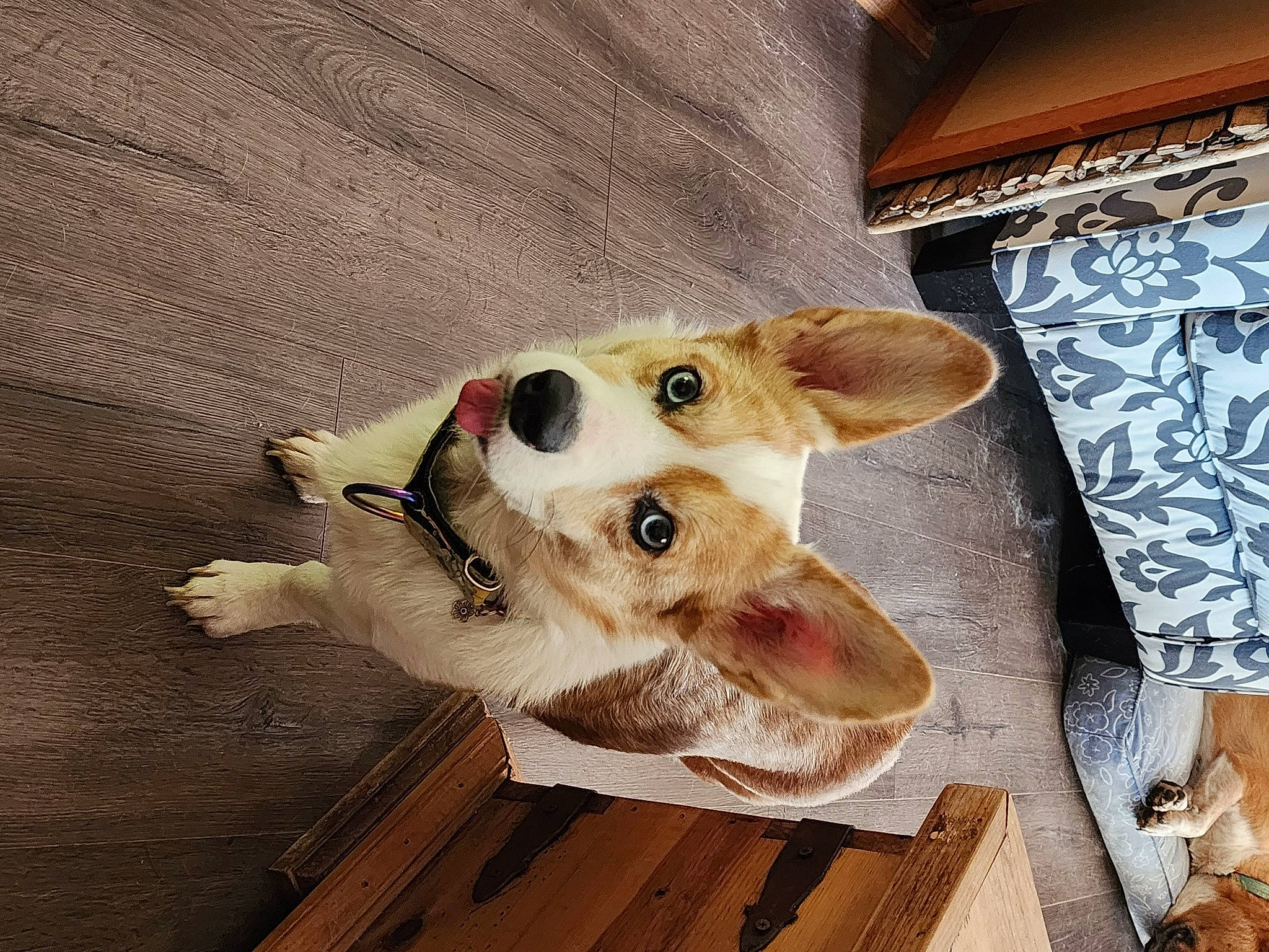 Ginger Snap is registered to the contest to win money with this photo: canidae, carnivore, collar, companion_dog, dog, dog_breed, dog_collar, dog_supply, ear, fawn, flooring, fur, hardwood, paw, pet_supply, snout, sporting_group, whiskers, wood, working_animal