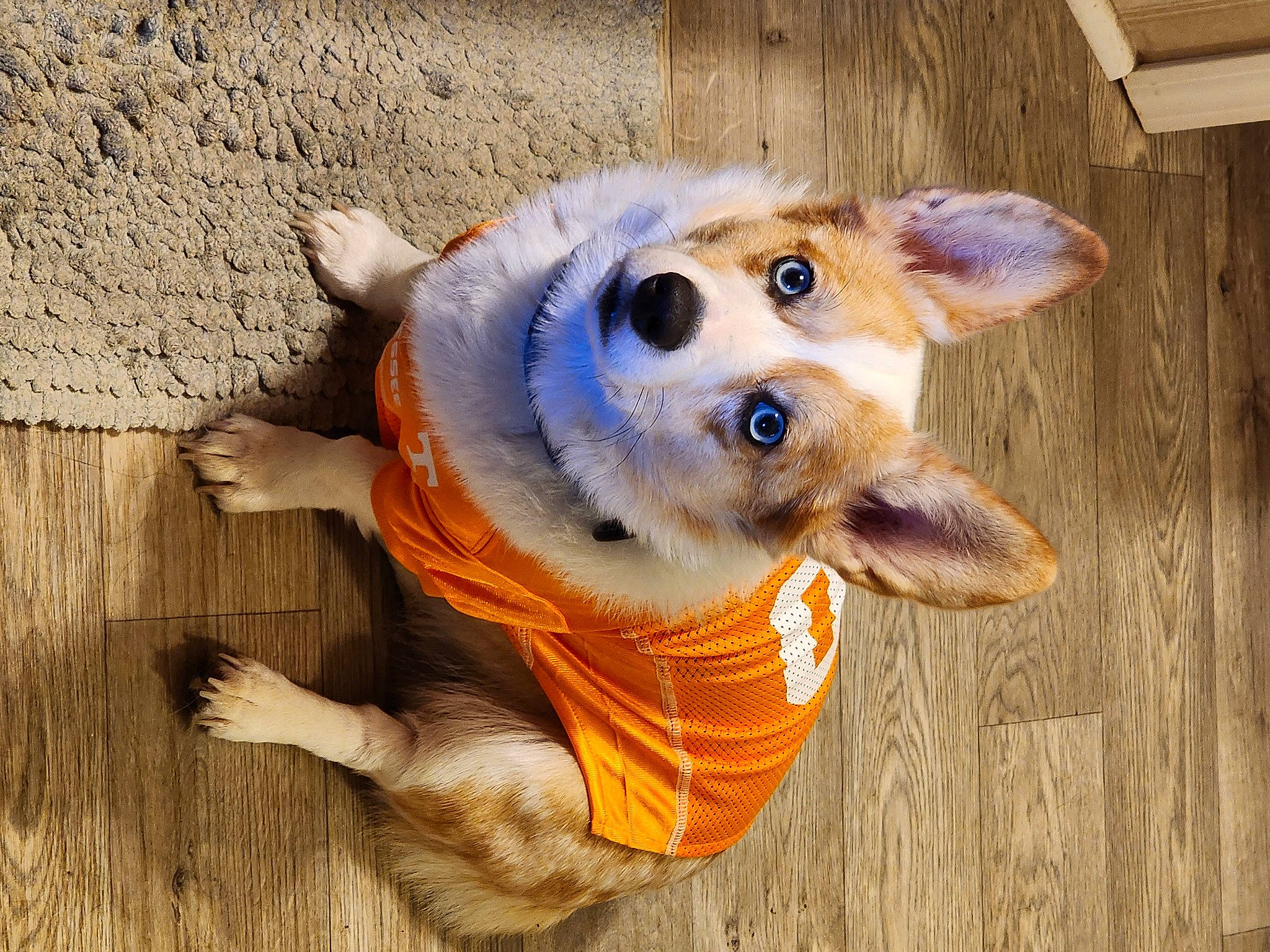 Ginger Snap is registered to the contest to win money with this photo: canidae, carnivore, companion_dog, dog, dog_breed, dog_clothes, dog_supply, electric_blue, fawn, fur, hardwood, snout, sporting_group, stuffed_toy, tail, toy, toy_dog, whiskers, wood, working_animal