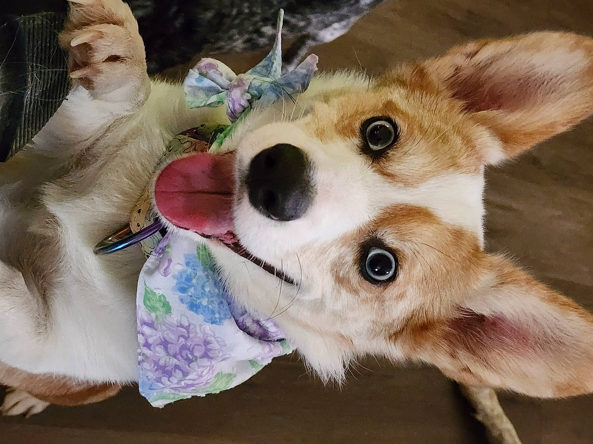 Ginger Snap is registered to the contest to win money with this photo: canidae, carnivore, collar, companion_dog, dog, dog_breed, dog_collar, dog_supply, ear, fawn, fur, herding_dog, mammal, paw, snout, sporting_group, terrestrial_animal, vertebrate, whiskers, working_animal