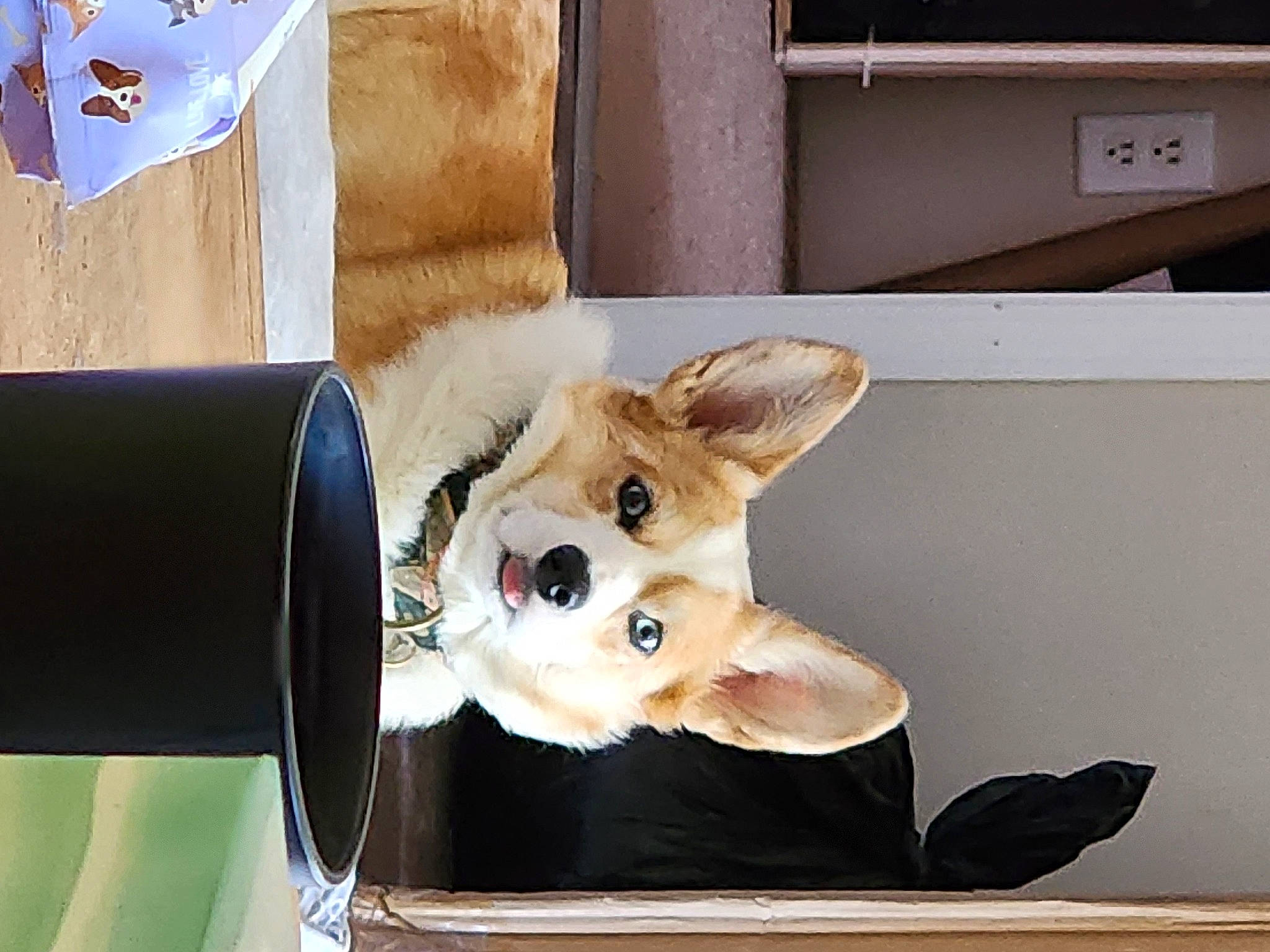 Ginger Snap joined the competition — help win amazing prizes! canidae, carnivore, companion_dog, desk, dog_breed, fashion_accessory, fawn, felidae, fur, plush, room, small_to_medium_sized_cats, stuffed_toy, tail, toy, toy_dog, vehicle_door, whiskers, window, wood