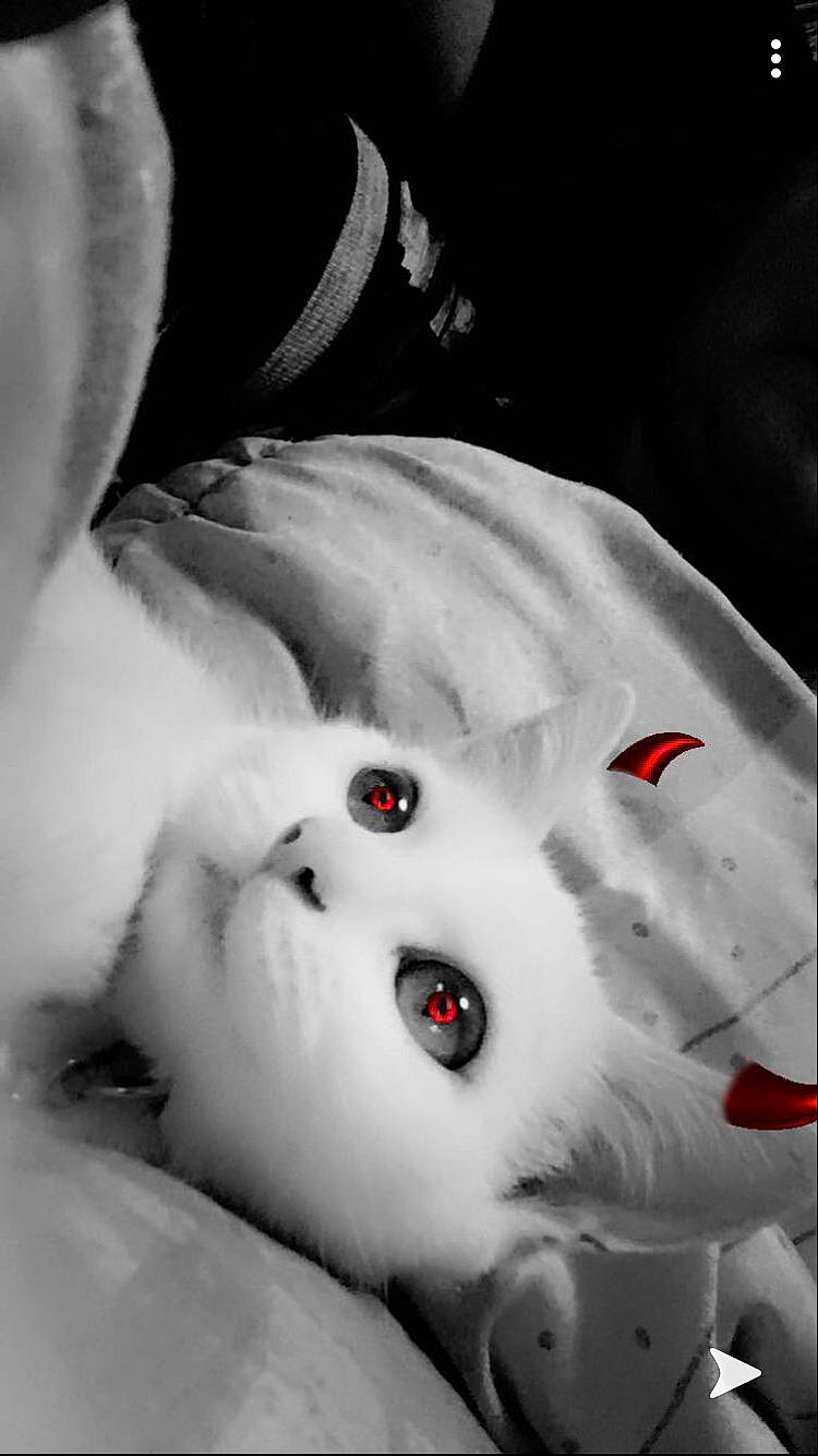 Snowlita a rejoint le concours — aidez-le/la à gagner de superbes lots ! black_and_white, eye, fictional_character, fur, head, lip, monochrome, monochrome_photography, mouth, photography, style, white