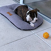 Priska a rejoint le concours — aidez-le/la à gagner de superbes lots ! animal, ball, brindle, curious, dog, dog_bed, ears, floor, glass_door, indoor, looking, paw, pet, plush, relaxed, resting, snout, tile, toy, white