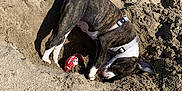 Priska a rejoint le concours — aidez-le/la à gagner de superbes lots ! animal, beach, brown, collar, daytime, digging, dog, excited, football, fun, nature, outdoor, pet, playful, puppy, sand, summer, sunlight, toy, white
