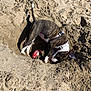 animal, beach, brown, collar, daytime, digging, dog, excited, football, fun, nature, outdoor, pet, playful, puppy, sand, summer, sunlight, toy, white