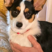 Annie joined the competition — help win amazing prizes! animal, black, blurred, brown, closeup, comfort, companion, couch, dog, domestic, ears, fur, furniture, hand, indoor, pattern, pet, sitting, small_dog, white