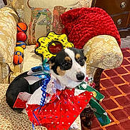 Annie joined the competition — help win amazing prizes! animal, armchair, black_white_brown_dog, couch, cute, decorative_pillow, dog, dog_toys, floor_rug, gift_wrap, home, indoor, pet, red_blanket, ribbon, sitting, small_dog, vintage_furniture, wood_floor, wrapped