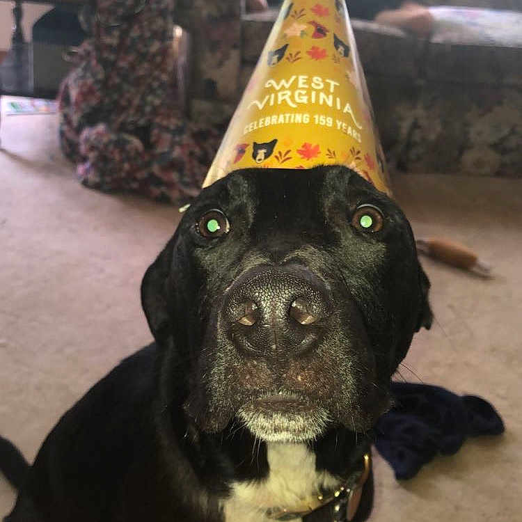 Edgar joined the competition — help win amazing prizes! adult, animal, canine, clothing, couch, dog, face, female, furniture, hat, head, male, man, mortarshell, person, pet, photography, portrait, weapon, woman