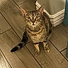 cat, tabby, pet, animal, indoor, wooden_floor, curious, sitting, ears_up, whiskers, tail, floor_tile, looking_up, home, corner, striped, feline, domestic_cat, alert, young_cat