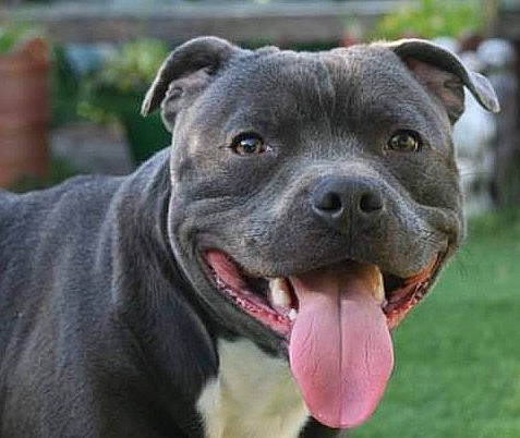 Ziggy is registered to the contest to win money with this photo: canidae, canis_panther, carnivore, collar, companion_dog, dog, dog_breed, dog_collar, fawn, flower, grass, mammal, non_sporting_group, plant, snout, sporting_group, terrestrial_animal, whiskers, working_animal, working_dog