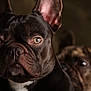 dog, french_bulldog, portrait, close_up, animal, pet, brown, black, ears, face, eyes, fur, domestic_animal, muzzle, whiskers, indoor, looking, canine, companion, blurred_background