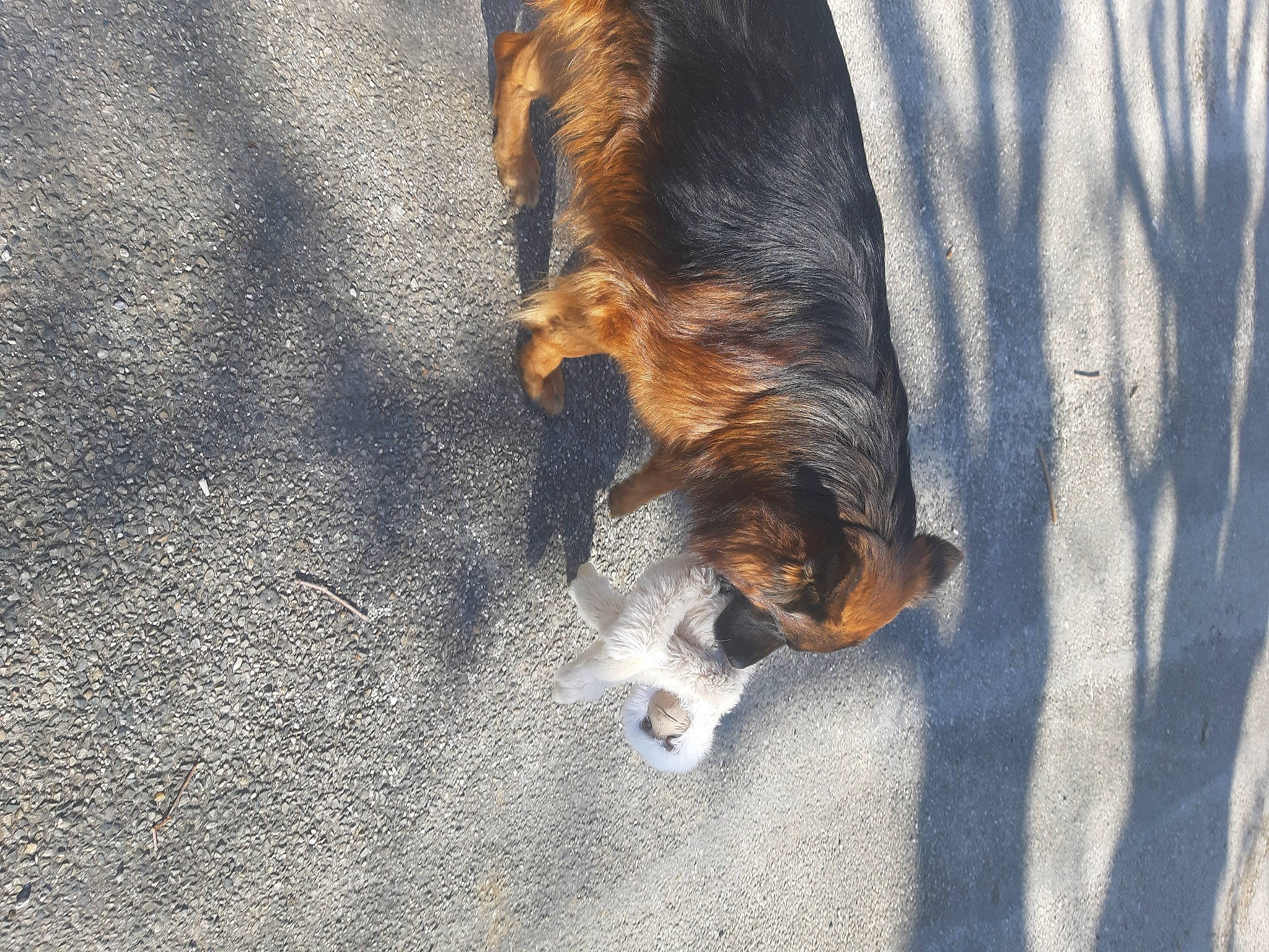 Tao participe au concours pour gagner de l'argent avec cette photo : asphalt, bat, canidae, carnivore, claw, companion_dog, dog, dog_breed, fawn, felidae, fur, paw, road_surface, snout, sporting_group, tail, terrestrial_animal, whiskers, window, wood