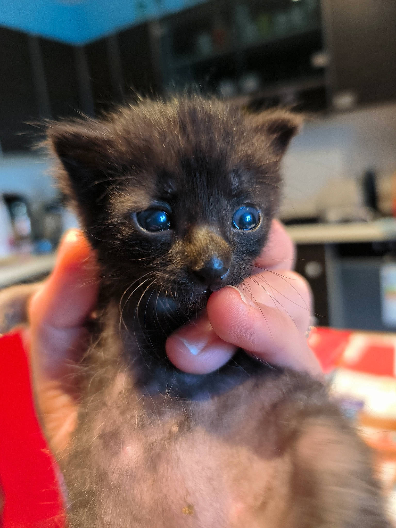 Bebe Chat participe au concours pour gagner de l'argent avec cette photo : carnivore, cat, ear, electric_blue, fawn, felidae, fur, iris, siamese, small_to_medium_sized_cats, snout, whiskers