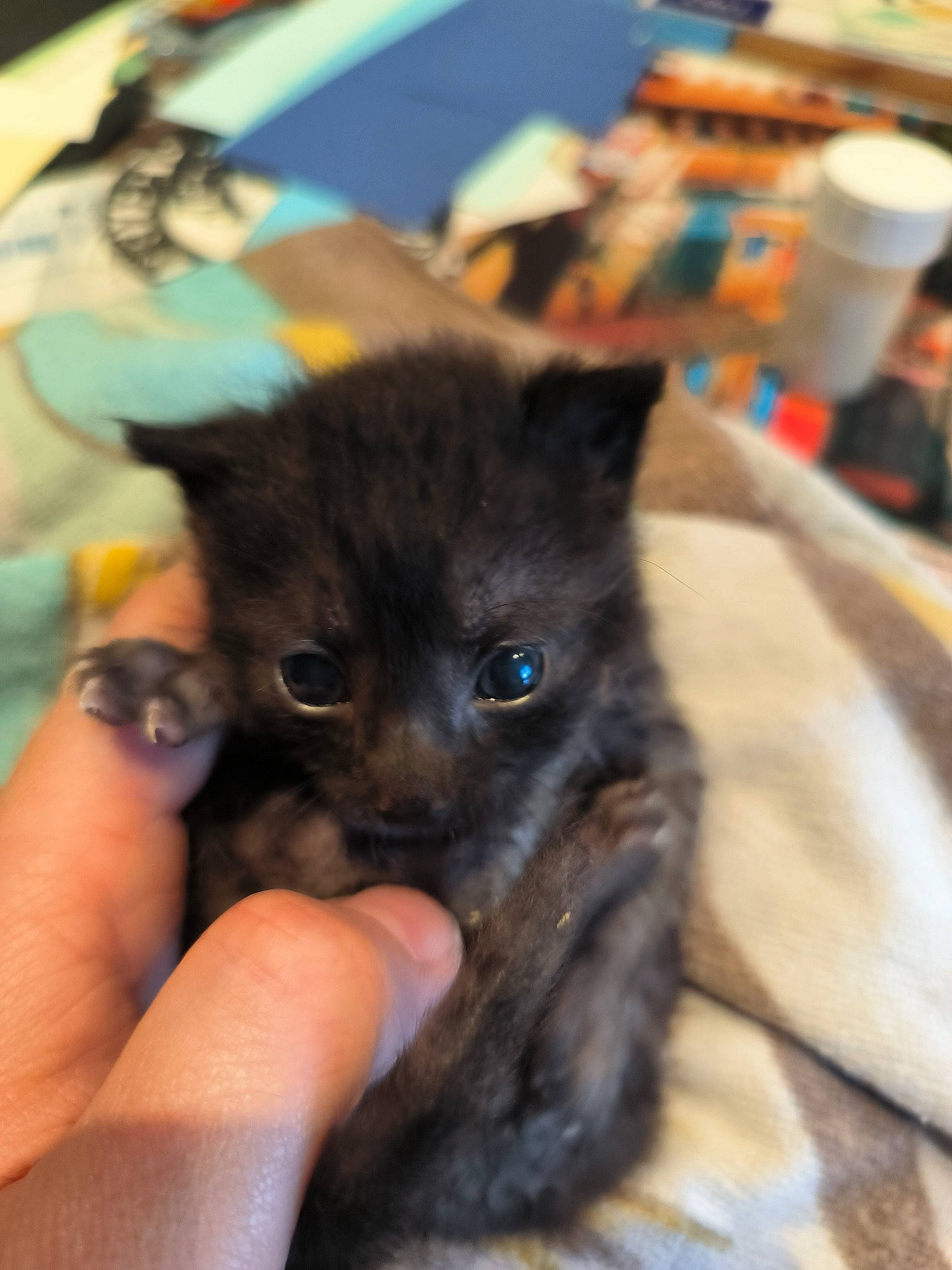 Bebe Chat a rejoint le concours — aidez-le/la à gagner de superbes lots ! black_cat, bombay, canidae, carnivore, cat, claw, dog_breed, domestic_short_haired_cat, fawn, felidae, finger, fur, gesture, hand, human_leg, nail, paw, small_to_medium_sized_cats, snout, whiskers