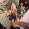 dog, puppy, smiling, ears, indoor, person, lap, toy, monkey_toy, plant, greenery, happy, pet, animal, canine, fur, tongue, cute, companion, resting