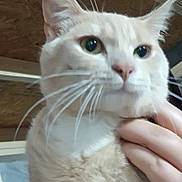 Haank is registered to the contest to win money with this photo: cat, cream_colored, close_up, whiskers, ears, human_hand, indoor, wooden_ceiling, pet, domestic_animal, feline, curious, fur, eyes, nose, mouth, animal, person_hand, holding, cozy