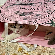 Lucky participe au concours pour gagner de l'argent avec cette photo : cat, pink, shopping_bag, ribbon, floor, terrazzo, paw, curious, playful, indoor, pet, feline, white, gray, stripe, closeup, face, eyes, resting, cute