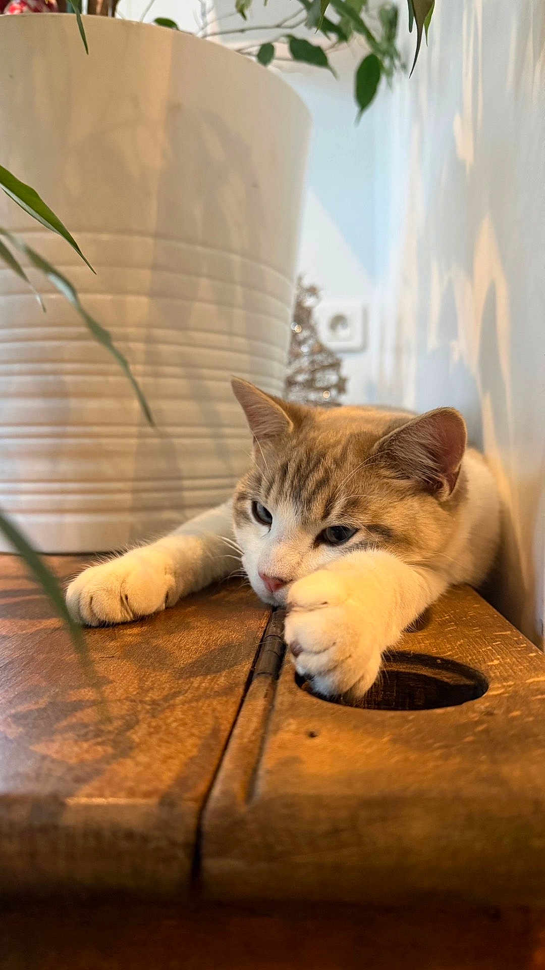 Lucky a rejoint le concours — aidez-le/la à gagner de superbes lots ! cat, animal, pet, feline, wooden_surface, plant_pot, green_leaves, indoor, relaxed, paws, resting, white, brown, fur, closeup, shadow, background, home, cozy, table