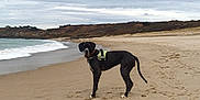 Radjah participe au concours pour gagner de l'argent avec cette photo : dog, beach, sand, sea, waves, cloudy_sky, harness, coastline, outdoor, nature, animal, pet, water, shore, walking, footprints, landscape, daytime, quiet, scenic