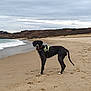 dog, beach, sand, sea, waves, cloudy_sky, harness, coastline, outdoor, nature, animal, pet, water, shore, walking, footprints, landscape, daytime, quiet, scenic