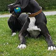 Radjah participe au concours pour gagner de l'argent avec cette photo : dog, ball, grass, outdoor, pet, canine, black_and_white, collar, playing, resting, nature, greenery, animal, paw, fur, side_view, summer, leisure, muzzle, head