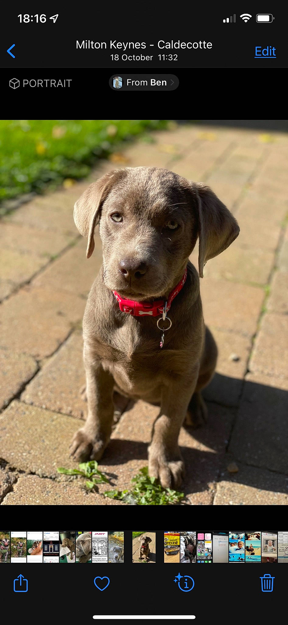 Freyja joined the competition — help win amazing prizes! canidae, carnivore, collar, companion_dog, dog, dog_breed, dog_collar, fawn, fur, gun_dog, leash, liver, plant, retriever, snout, sporting_group, tail, terrestrial_animal, whiskers, working_animal